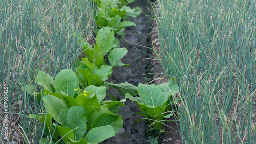 Intercrop shallot and mustard greens, for greater yields as well as pest control