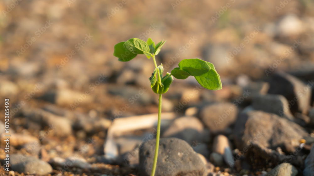 Seeds of tree plants, the embryo of tree plants to produce wood, a source of water and oxygen for the survival of life Seeds of tree plants, the embryo of tree plants to produce wood, a source of water and oxygen for the survival of life
