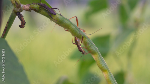 Intimate close-up of two assassin bugs engaging in mating on a vibrant green plant stem, set against a soft-focus natural background, highlighting intricate insect behavior and the delicate balance of
