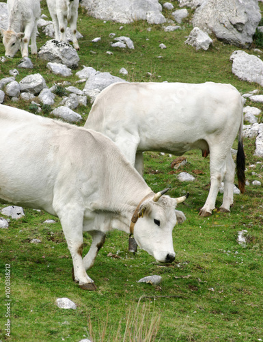 White cows grazing on mountain pasture with cowbell photo