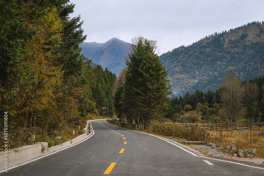 Autumn mountain of pine trees in Sichuan at Dagu Glacier National Park Autumn mountain of pine trees in Sichuan at Dagu Glacier National Park