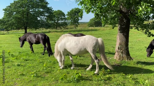 A white horse eats grass in a meadow in the rays of the setting summer sun. Silhouette against the background of trees, Young white horse eating grass from a field. Beautiful horse on a field 