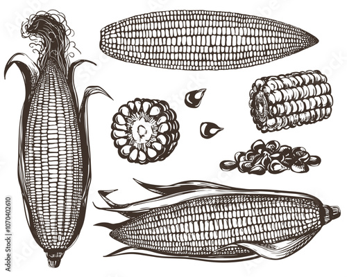 Corn vector set. Line sketch of whole corn cobs with leaves, pieces and kernels lying on the table. Old drawing in retro engraving style. Hand drawn realistic ink sketch.