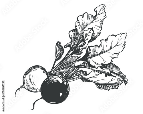 Beetroot composition. Linear sketch in engraving style. Root vegetables lie on the table. Vector sketch in black ink.