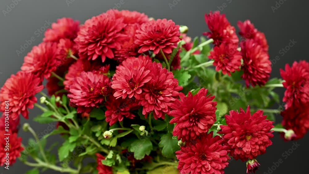 beautiful red chrysanthemum beautiful red chrysanthemum