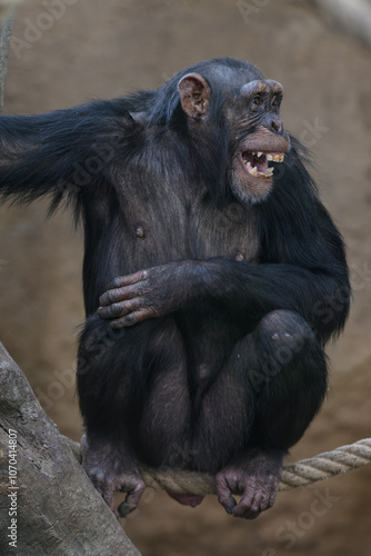 Female chimpanzee screaming in close-up. 