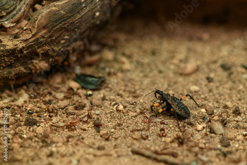 The insect beetle is holding a cricket.
 photo