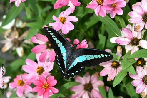 アオスジアゲハ