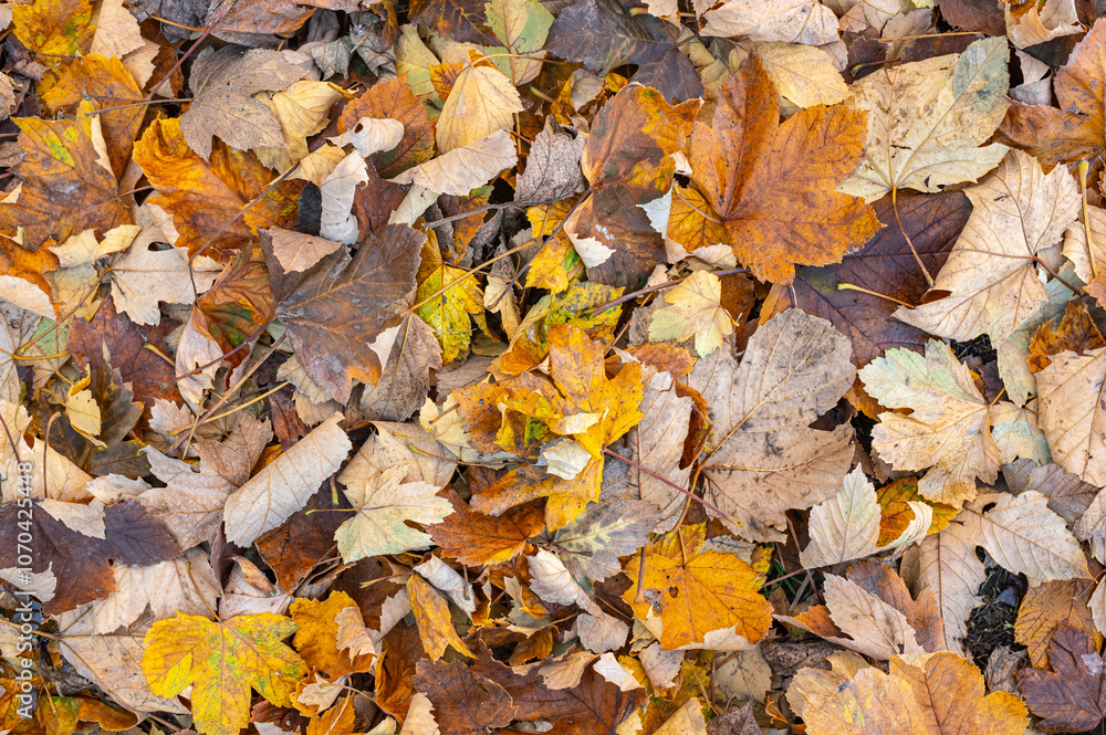 autumn background with dry and colorful leaves autumn background with dry and colorful leaves