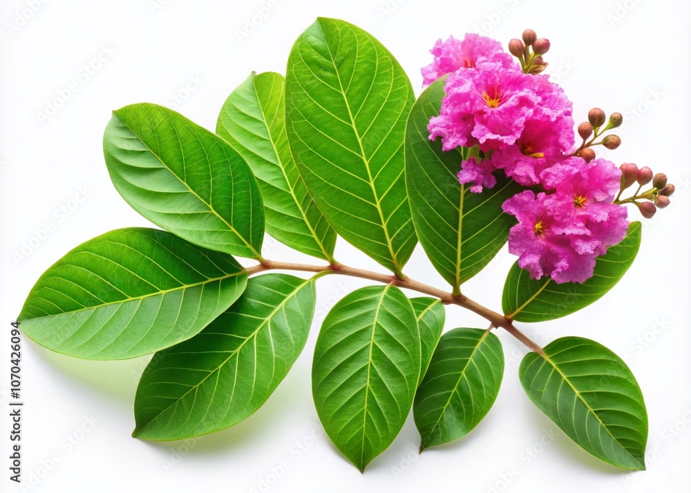 Isolated Queen Crepe Myrtle Leaves on White Background - AI Photo Isolated Queen Crepe Myrtle Leaves on White Background - AI Photo