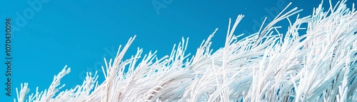 Rice grains ripening under a clear blue sky, high contrast agricultural scene photo