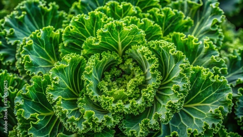 Perennial Kale Macro Photography, Daubenton's Green Brassica photo