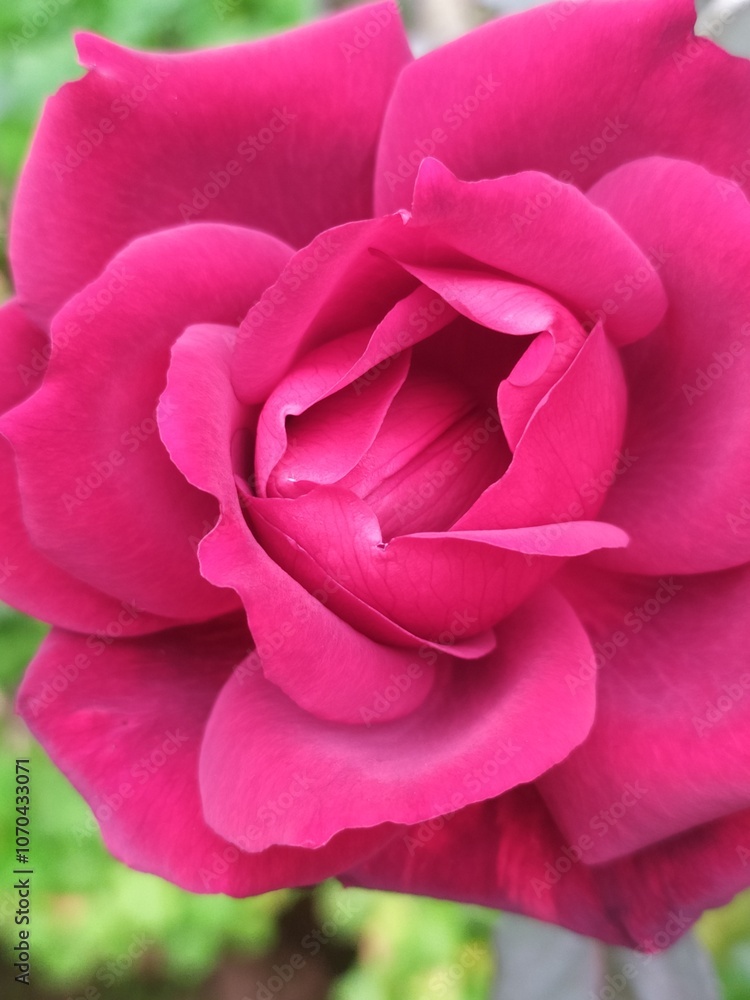 Rosa roja Rosa roja