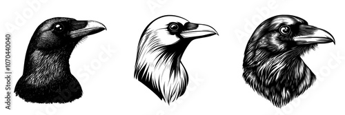 Cartoon crow illustration isolated on white background of a black raven bird in different poses.