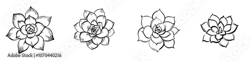 A ghost echeveria is drawn on a white background. It is an illustration of a Mexican succulent plant. The ghost echeveria is a simple hand drawn sketch.