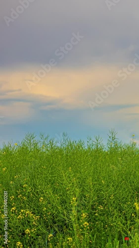 green grass and blue sky