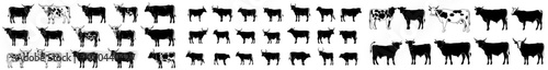 The silhouette of a black cow with white horns and tail, farm, dairy, livestock, animal, agriculture, graphic, cow, cattle, bull, calf, horns, tail, and farm equipment