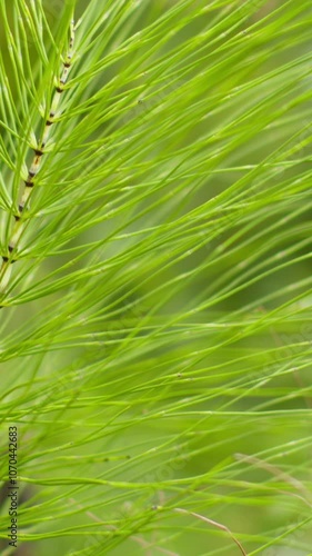 close up of green grass