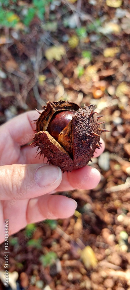 Chestnut in the hands of a woman,selective focus. Chestnut in the hands of a woman,selective focus.