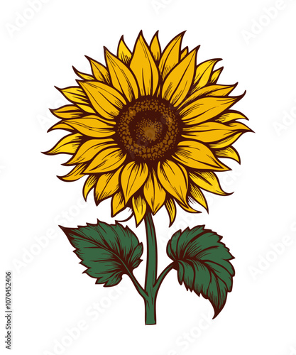 Sunflowers clipart
