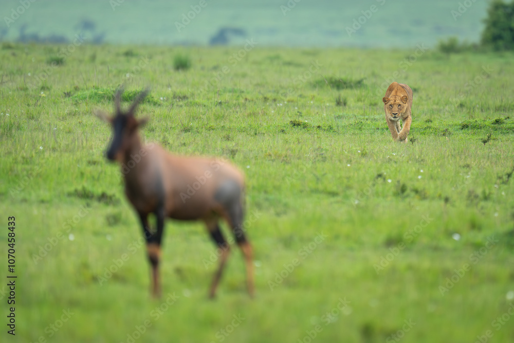 Lioness stalks topi in savannah lifting paw Lioness stalks topi in savannah lifting paw