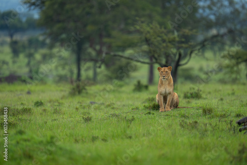 Lioness sitting on short grass near trees