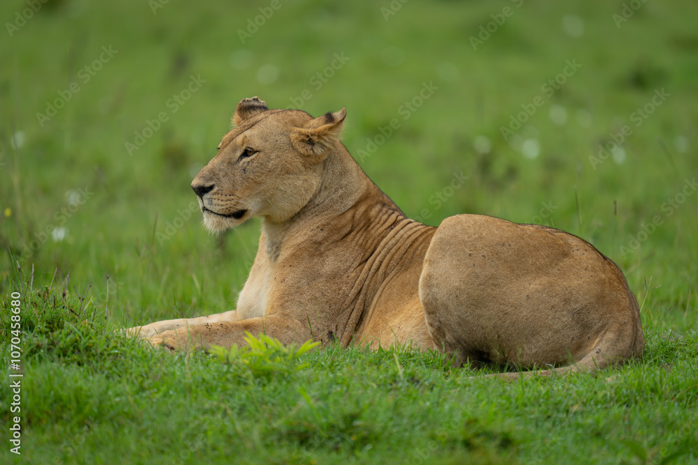 Lioness lies staring ahead on short grass Lioness lies staring ahead on short grass