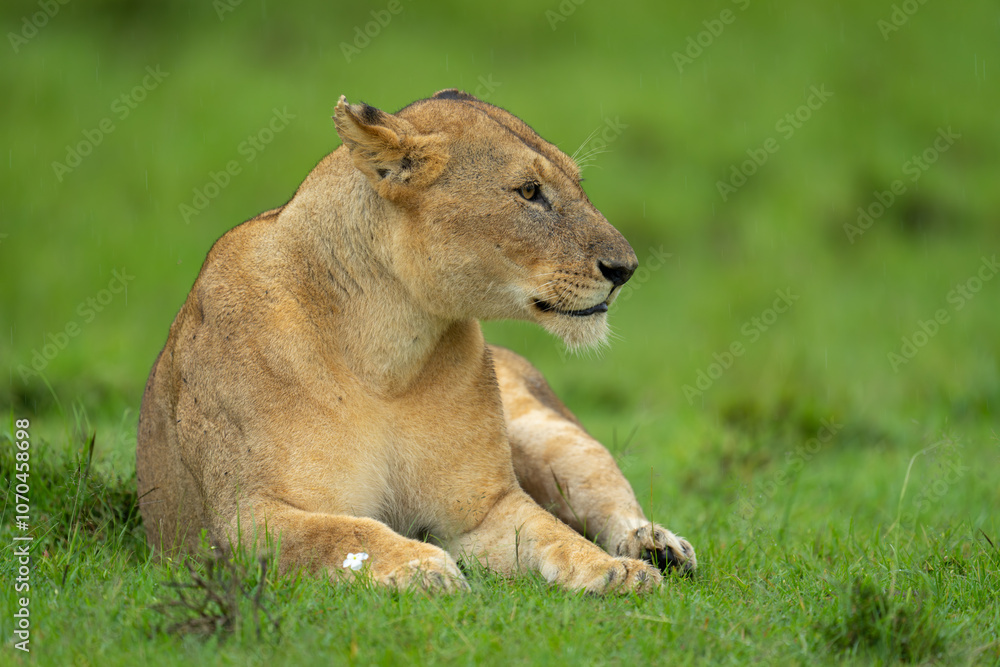 Lioness lies turning head on short grass Lioness lies turning head on short grass