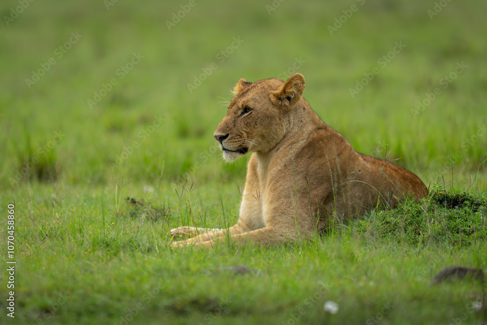 Lioness lies behind grassy mound on savannah Lioness lies behind grassy mound on savannah