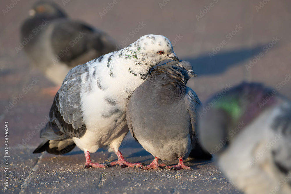 Obraz premium パートナーの羽繕いをするまだら模様の鳩, カワラバトのペア