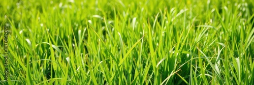 Lush green grass in the sunlight of a spring day, growth, natural