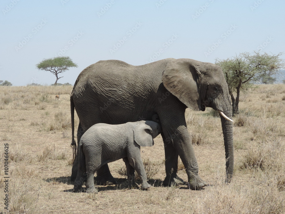 Elephant with calve, Ruaha National Park, Tansania Elephant with calve, Ruaha National Park, Tansania