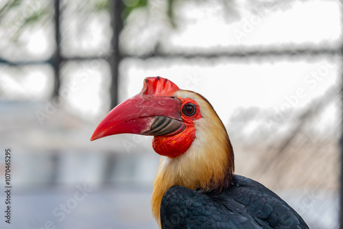 The Writhed Hornbill (Rhabdotorrhinus leucocephalus) is a striking bird native to the tropical forests of Borneo and Sumatra. It is known for its distinctive appearance, featuring a white head photo