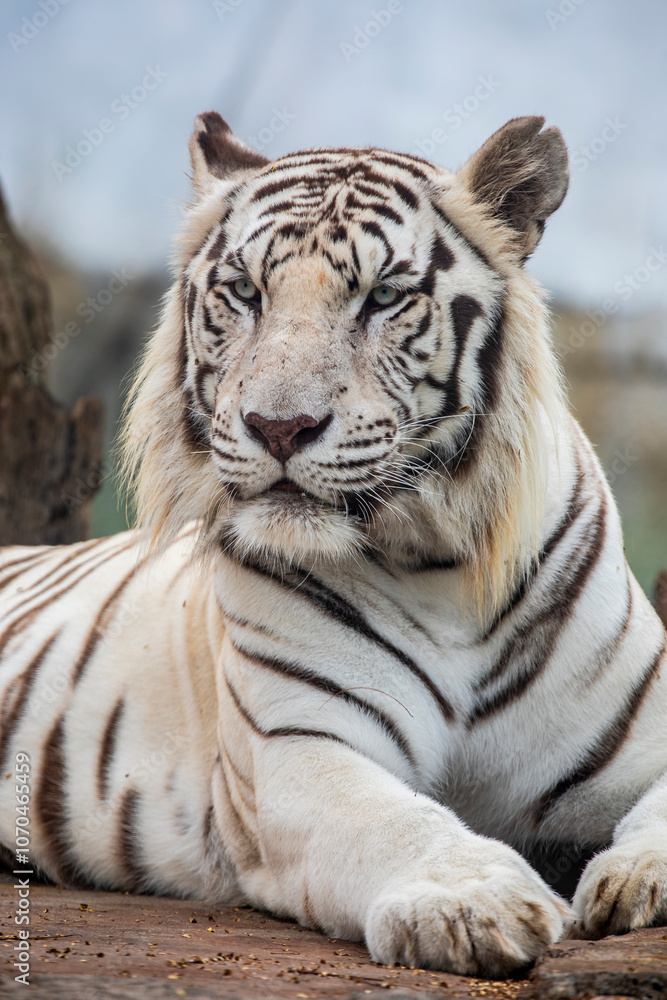 The white tiger is a pigmentation variant of the Bengal tiger. Such a tiger has the black stripes typical of the Bengal tiger, but carries a white or near-white coat. The white tiger is a pigmentation variant of the Bengal tiger. Such a tiger has the black stripes typical of the Bengal tiger, but carries a white or near-white coat.