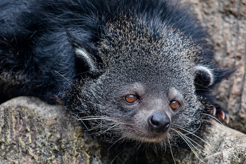 The closeup image of binturong (Arctictis binturong) is a viverrid native to South and Southeast Asia.
It is omnivorous, feeding on small mammals, birds, fish, earthworms, insects and fruits. photo