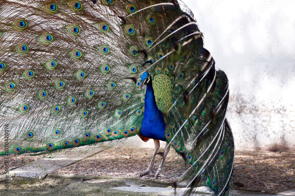 Obraz premium Peacock with feathers out. Domestic farm bird. Peacock in mating season. Bird with blue and green feathers.