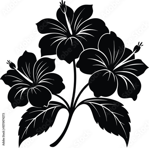 Black hibiscus flowers vector on transparent background