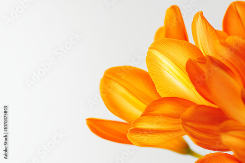 A close-up of the delicate petals of a freesia isolated white background