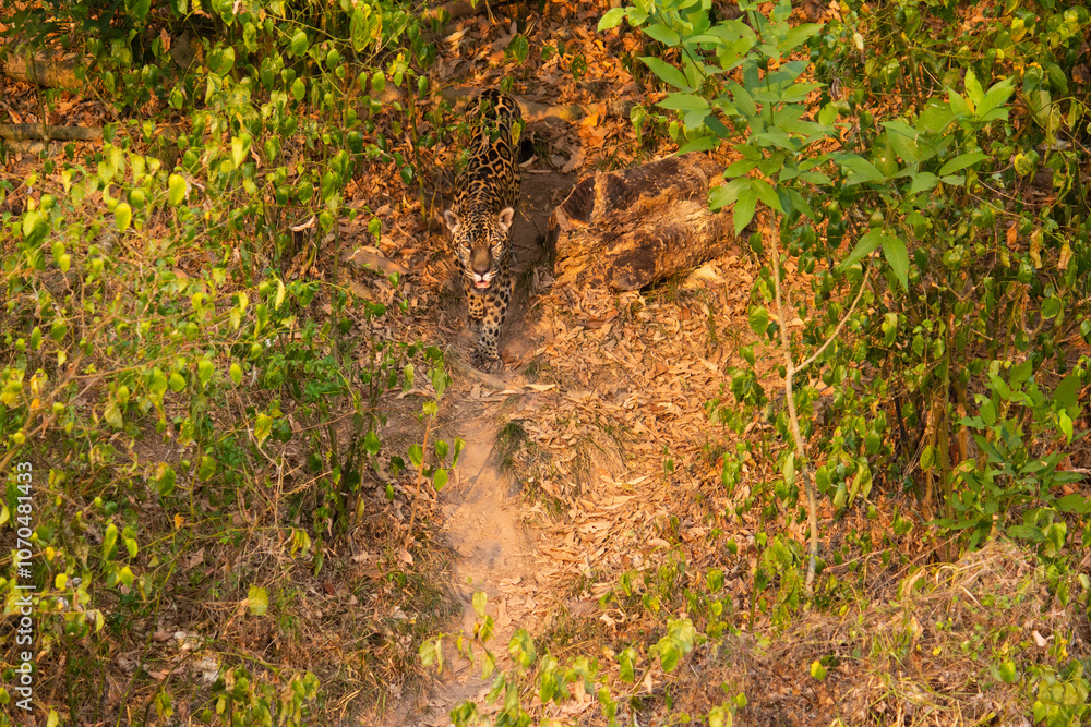 Panthera onca _ onça-pintada _ jaguar