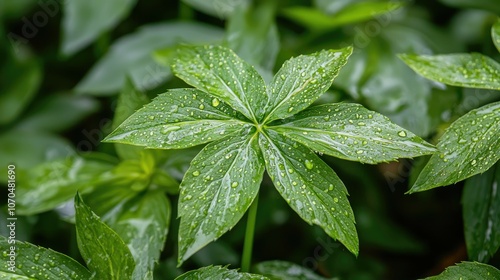 Close-up of a green leaf with water droplets. (2)