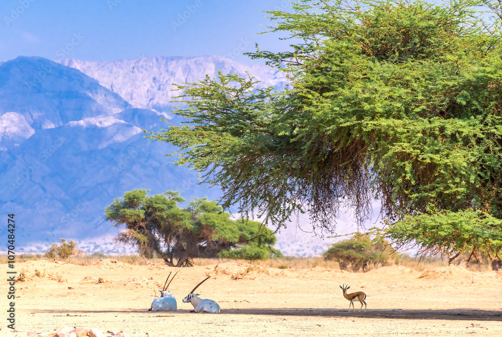 Antelopes Arabian white oryx (Oryx dammah) and Dorcas gazelle (Gazella dorcas) have been recently introduced into nature desert reserves of the Middle East Antelopes Arabian white oryx (Oryx dammah) and Dorcas gazelle (Gazella dorcas) have been recently introduced into nature desert reserves of the Middle East