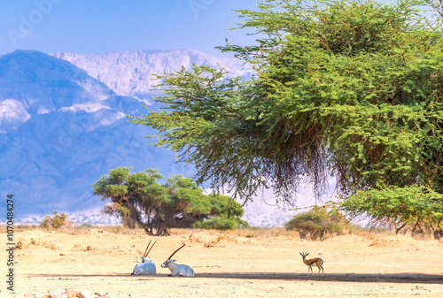 Antelopes Arabian white oryx (Oryx dammah) and Dorcas gazelle (Gazella dorcas...