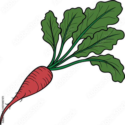 vector illustration of long radish s