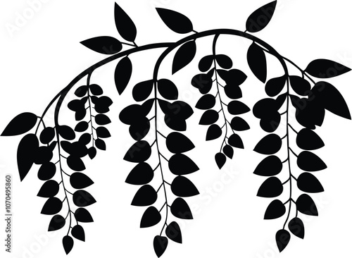 Black wisteria black flowers vector illustration on transparent background