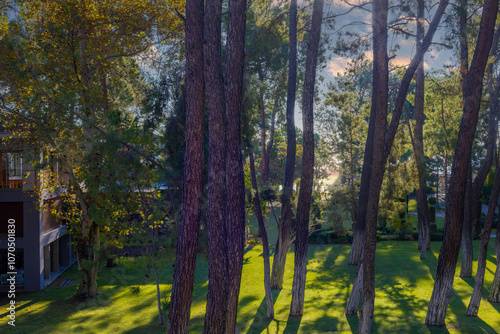 Reflections of sunlight hitting the forest at sunrise in the morning. Beautiful play of light in the forest.
