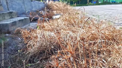 Static Close-Up Footage: Dry Yellow Dactyloctenium Aegyptium Grass Swaying in Wind by Roadside, Impact of Illegal Wildfire Burning at Sunset, Perfect for Dramatic Nature, Environmental, and Pollution photo