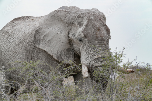 elefanten auf der wanderung im trockenen etoshagebiet in namibia