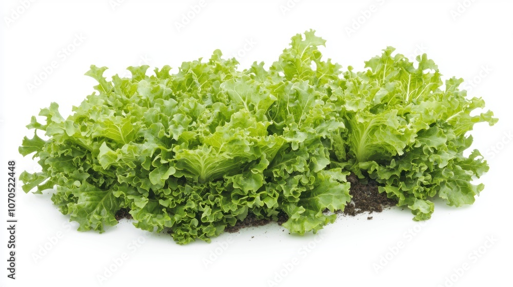 Discover how fresh lettuce grows naturally in your garden for a healthier lifestyle Discover how fresh lettuce grows naturally in your garden for a healthier lifestyle
