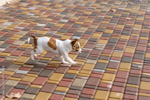 Running puppy, side view. Light spotted puppy runs across square paved with colorful tiles. photo