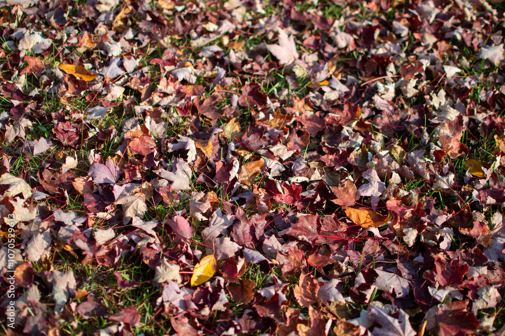 autumn leaves background